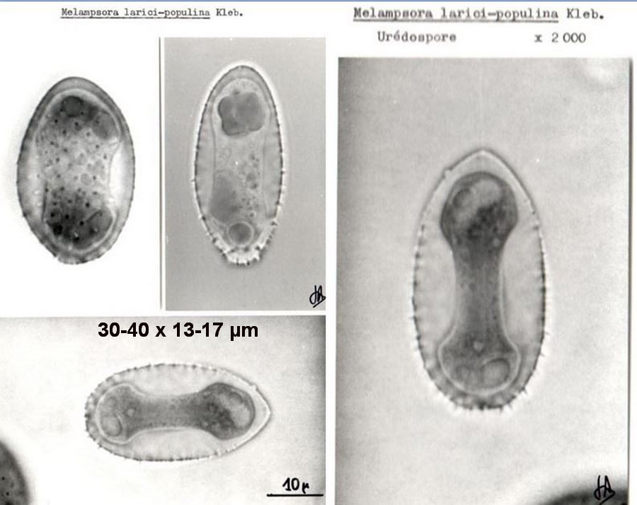 Melampsora larici-populina