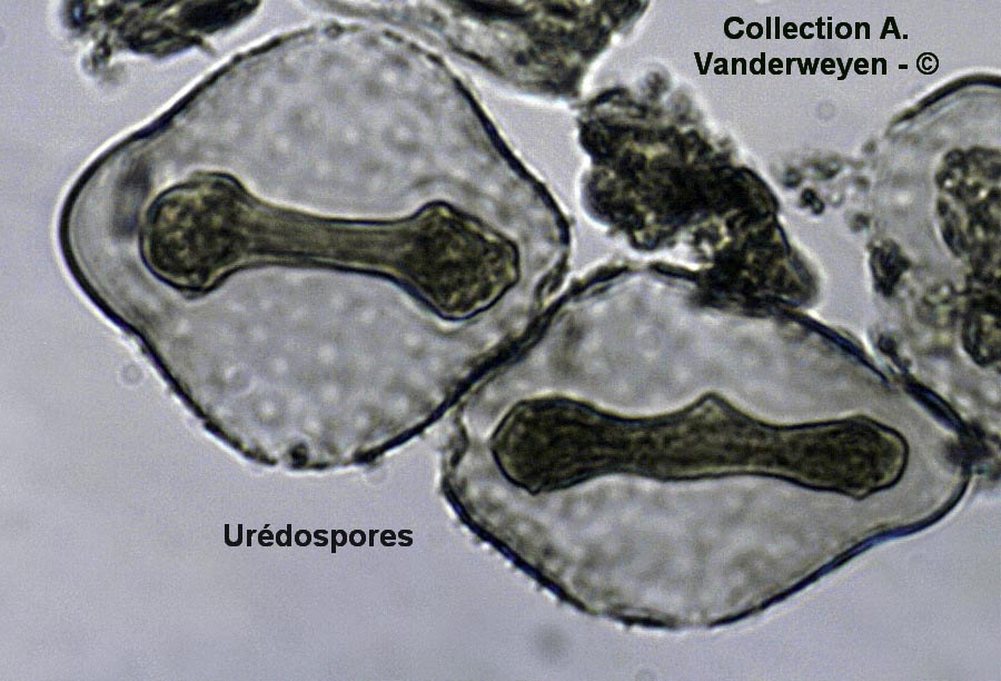 Melampsora larici-populina