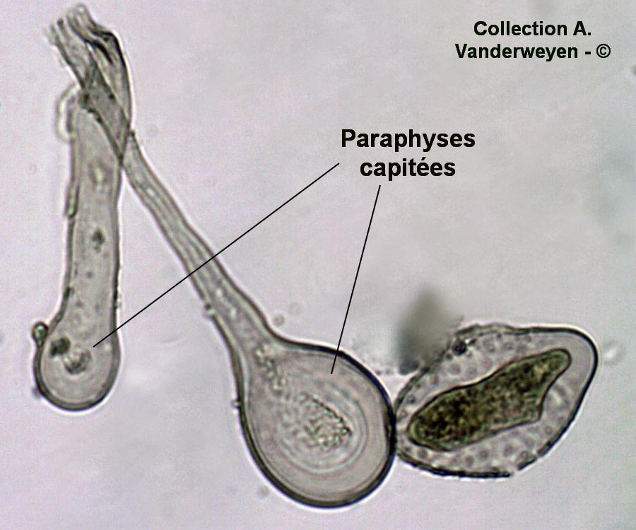 Melampsora larici-populina