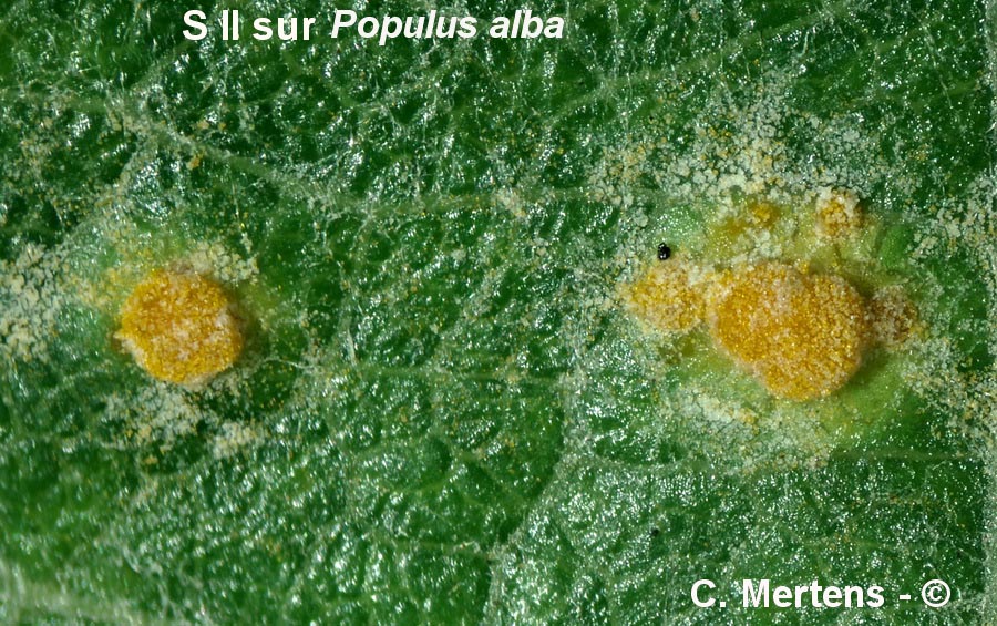 Melampsora laricis-tremulae