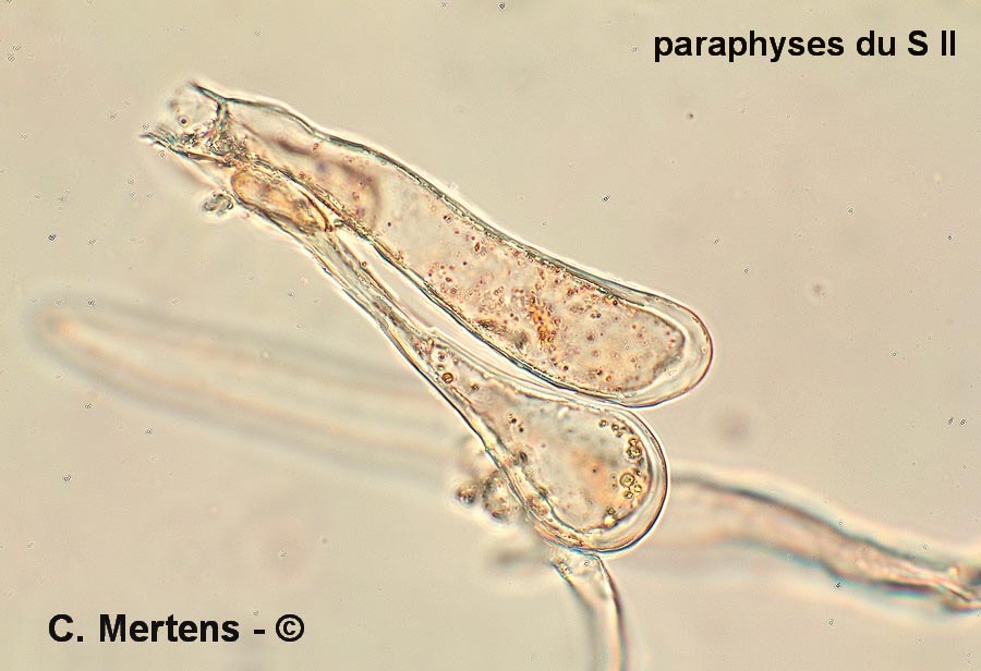 Melampsora laricis-tremulae