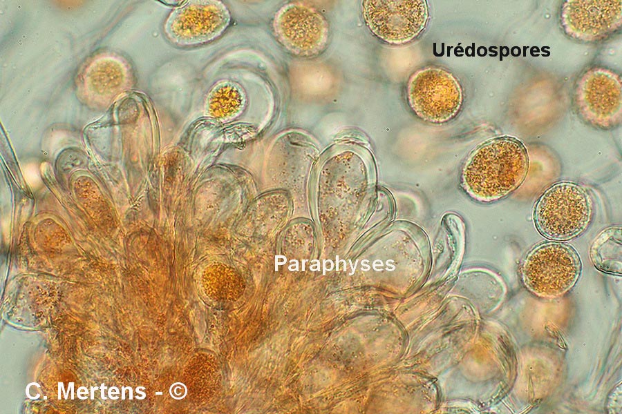 Melampsora laricis-tremulae