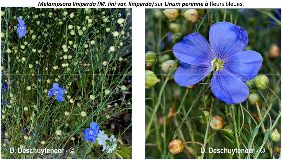 Melampsora liniperda