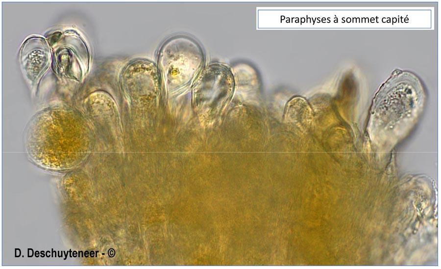 Melampsora liniperda