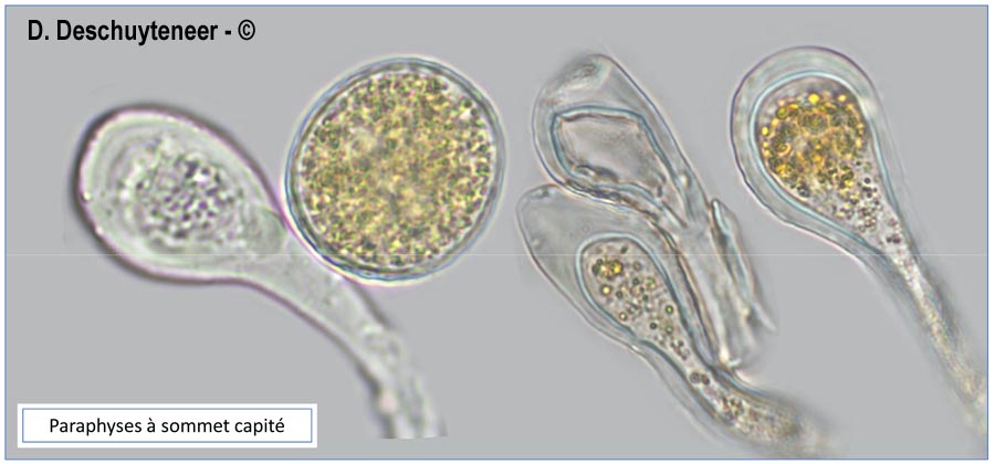Melampsora liniperda