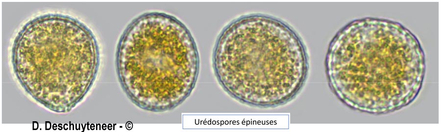 Melampsora liniperda