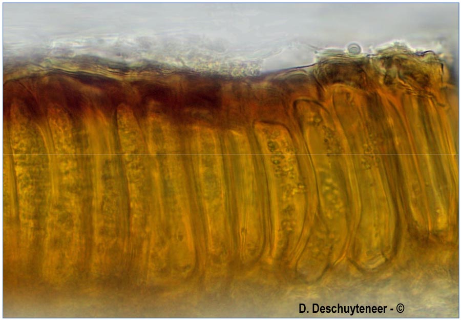 Melampsora liniperda
