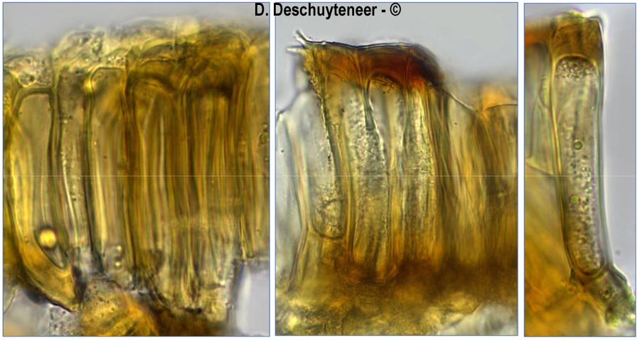 Melampsora liniperda