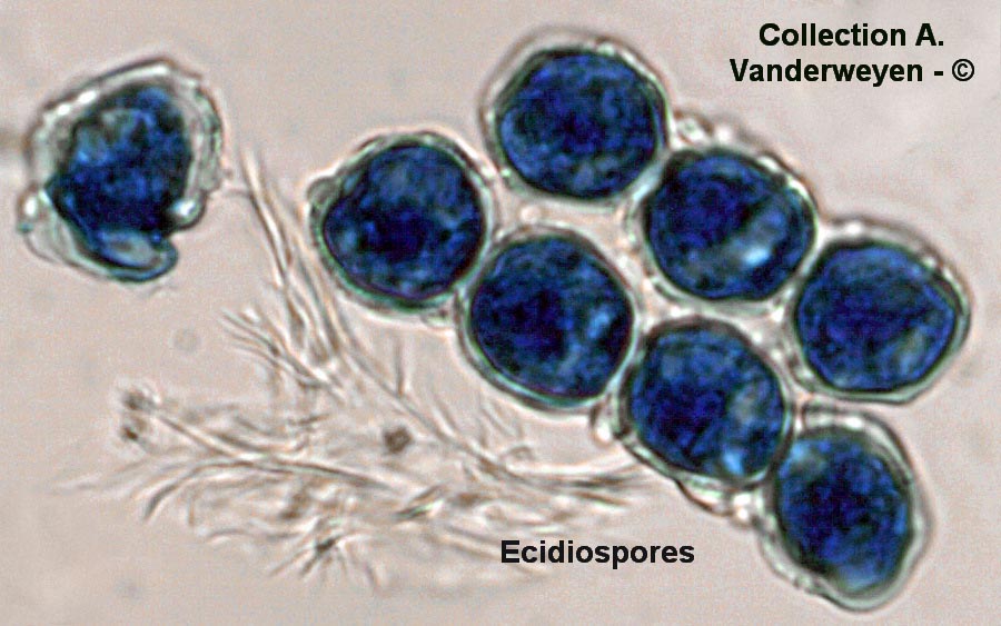 Melampsora magnusiana