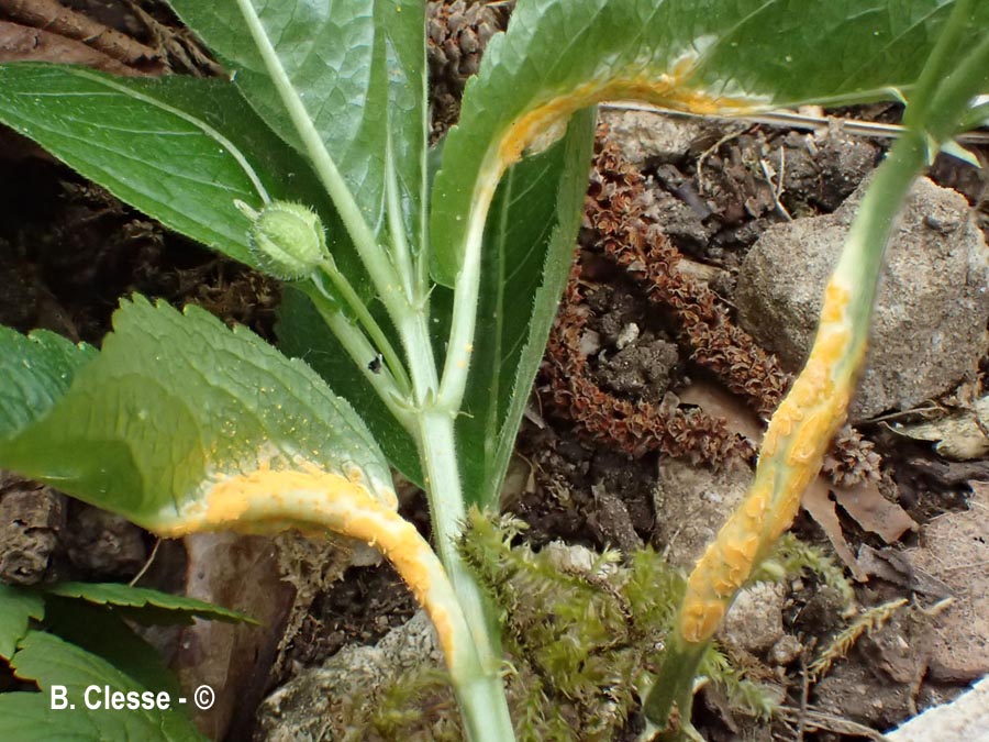 Melampsora populnea