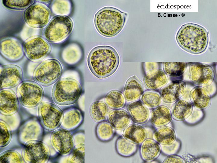 Melampsora populnea