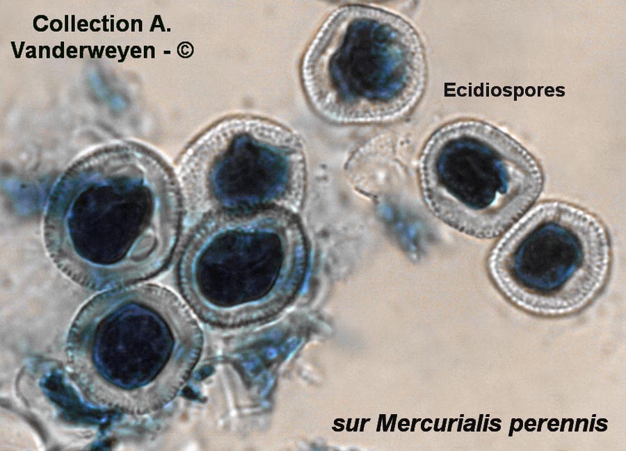 Melampsora rostrupii