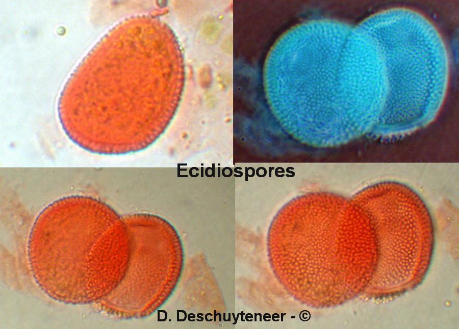 Melampsora rostrupii