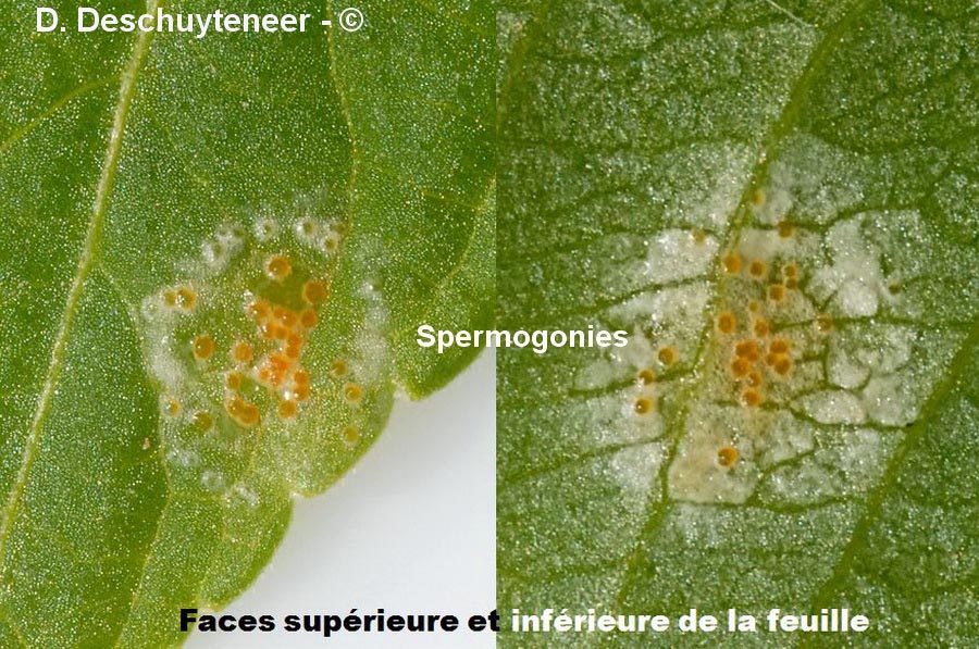 Melampsora rostrupii