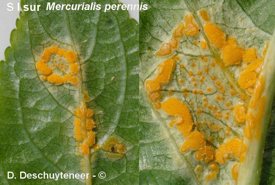 Melampsora rostrupii