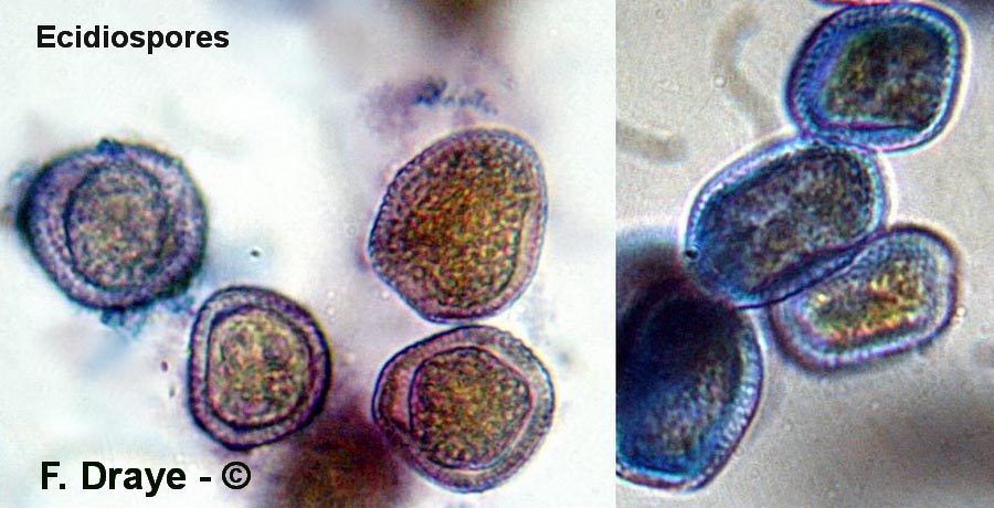 Melampsora rostrupii