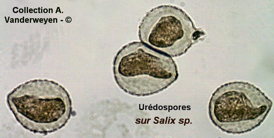 Melampsora salicis-albae