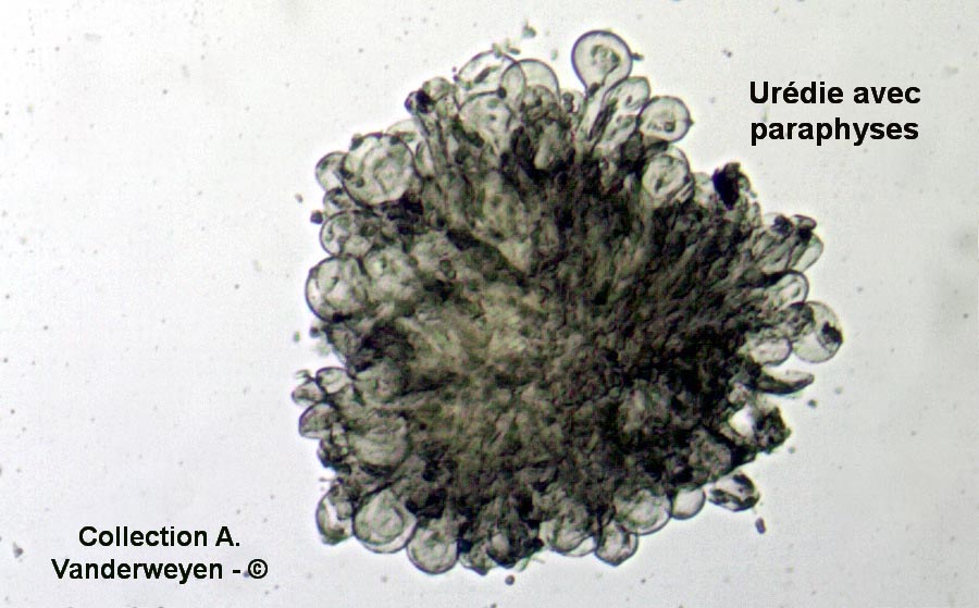 Melampsora-salicis-albae675.jpg