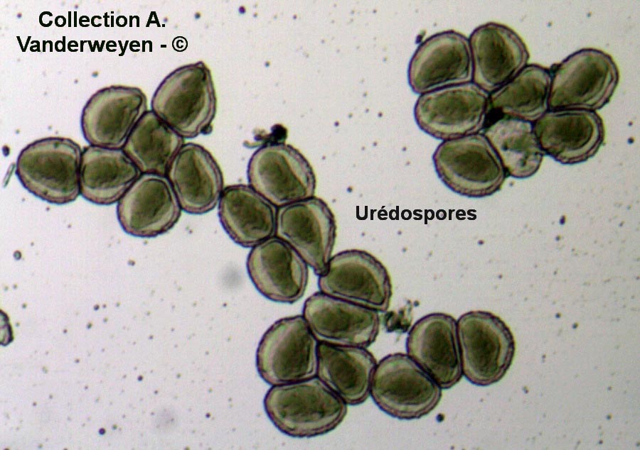 Melampsora salicis-albae