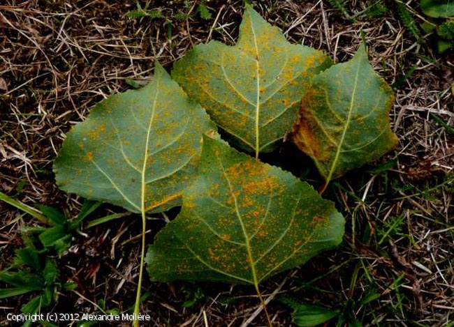 Melampsora allii-populina