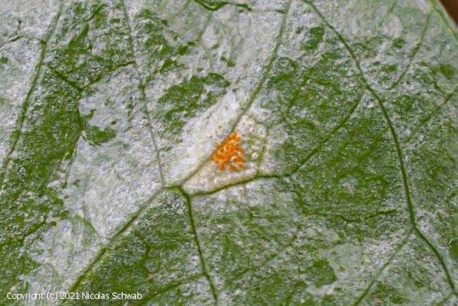 Melampsora allii-populina