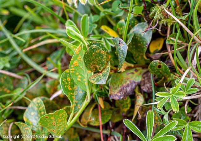 Melampsora arctica