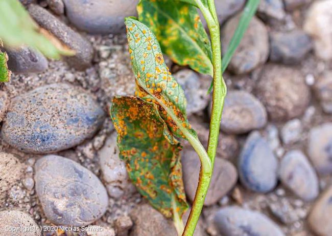 Melampsora arctica