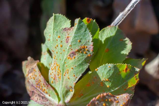 Melampsora helioscopiae