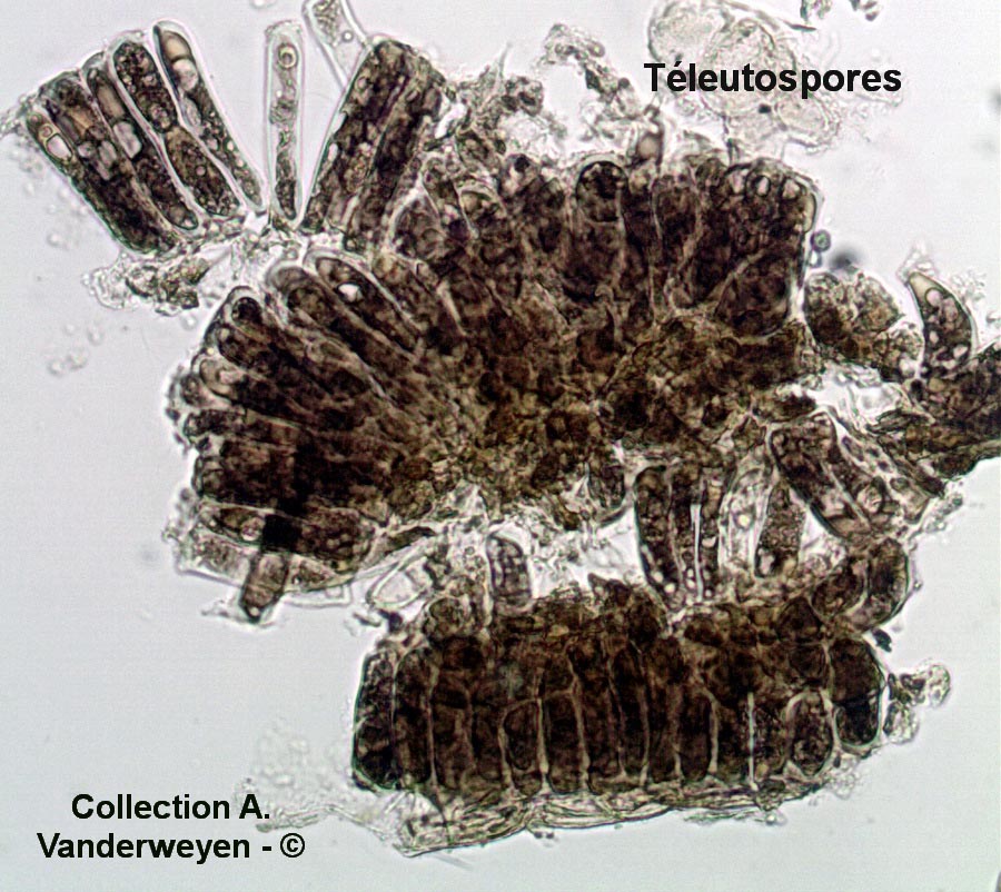 Melampsoridium betulinum