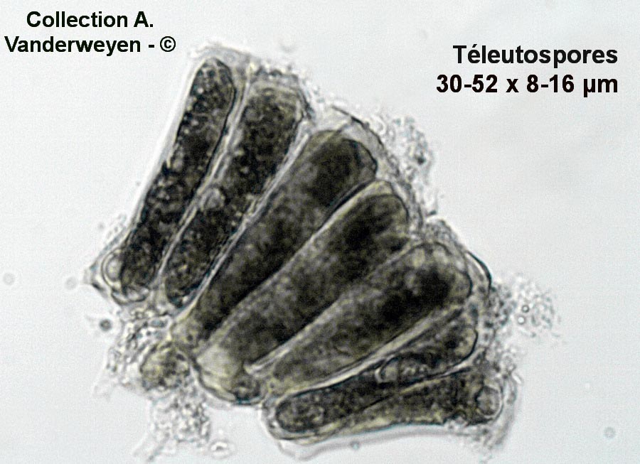 Melampsoridium betulinum