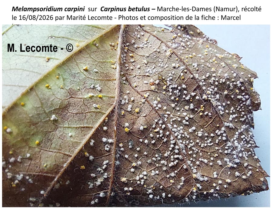 Melampsoridium carpini