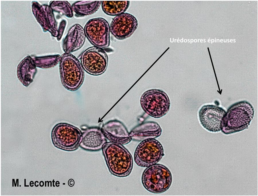 Melampsoridium carpini