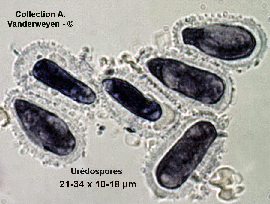 Melampsoridium hiratsukanum