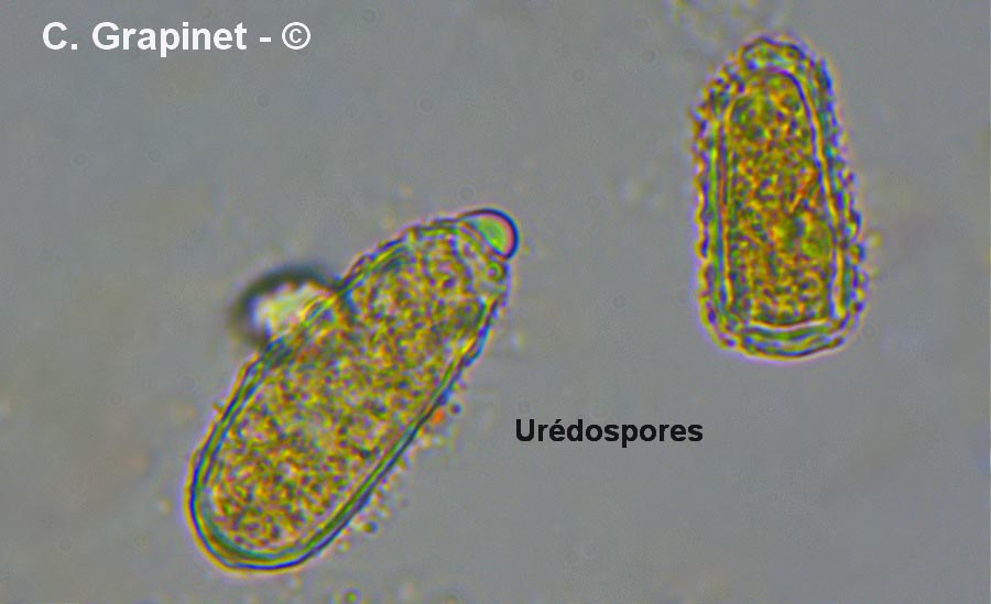 Melampsoridium hiratsukanum