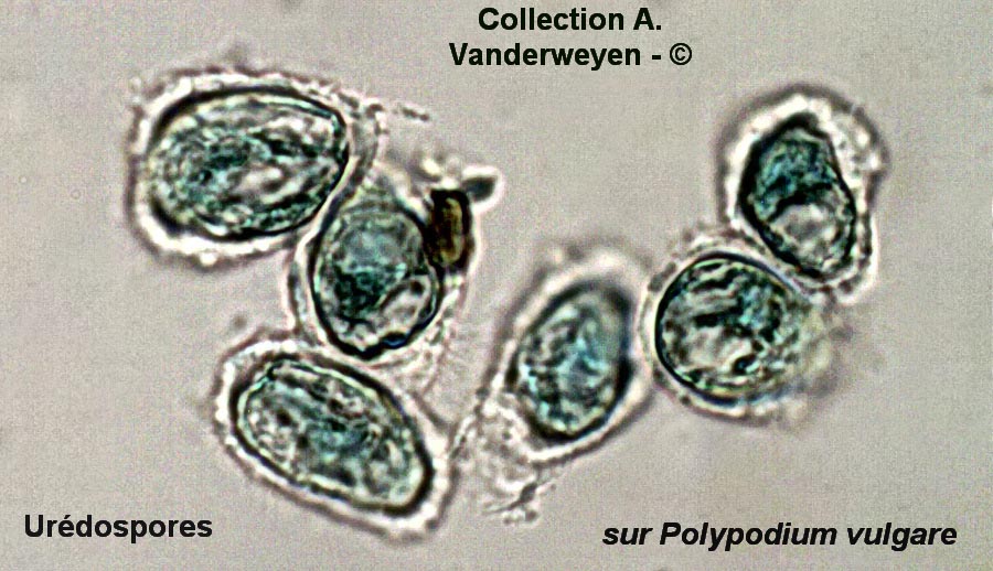 Milesina dieteliana
