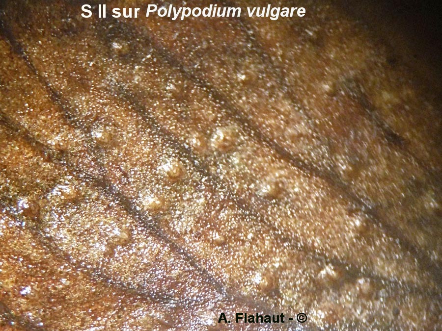 Milesina dieteliana