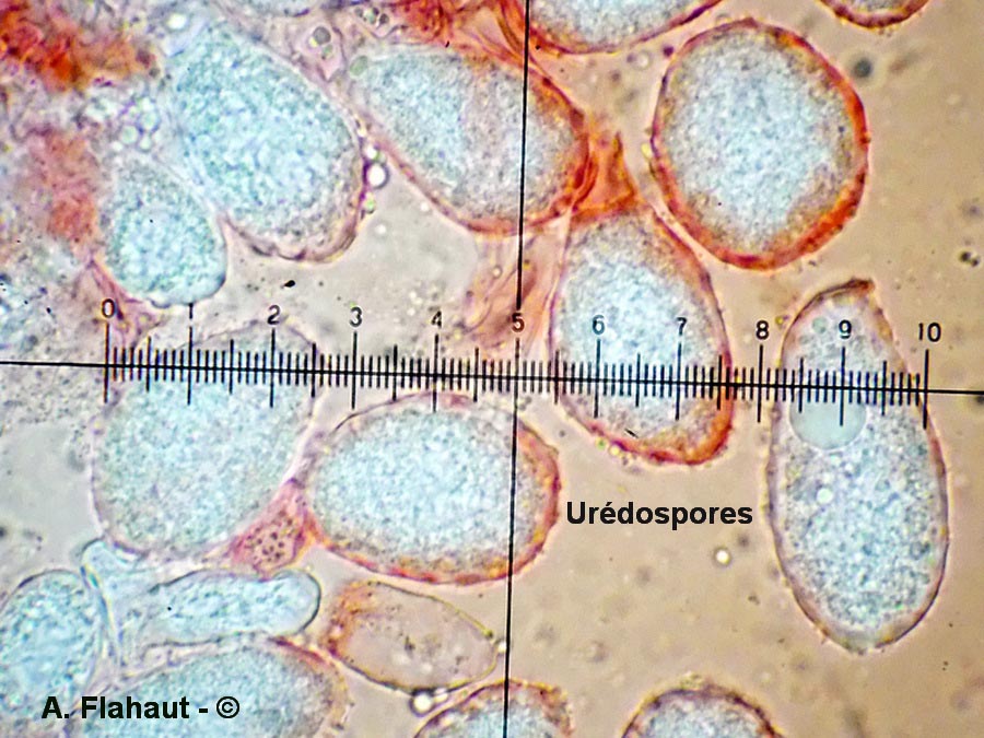 Milesina dieteliana