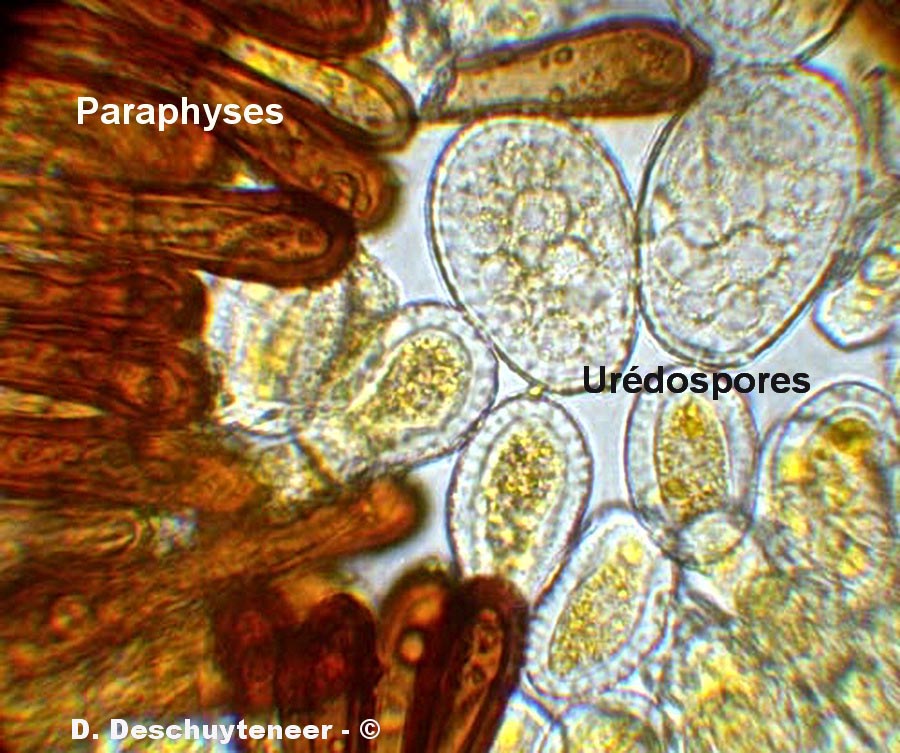 Miyagia pseudosphaeria