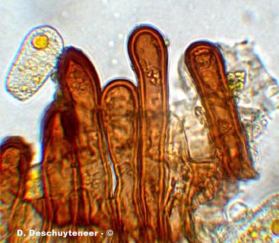 Miyagia pseudosphaeria