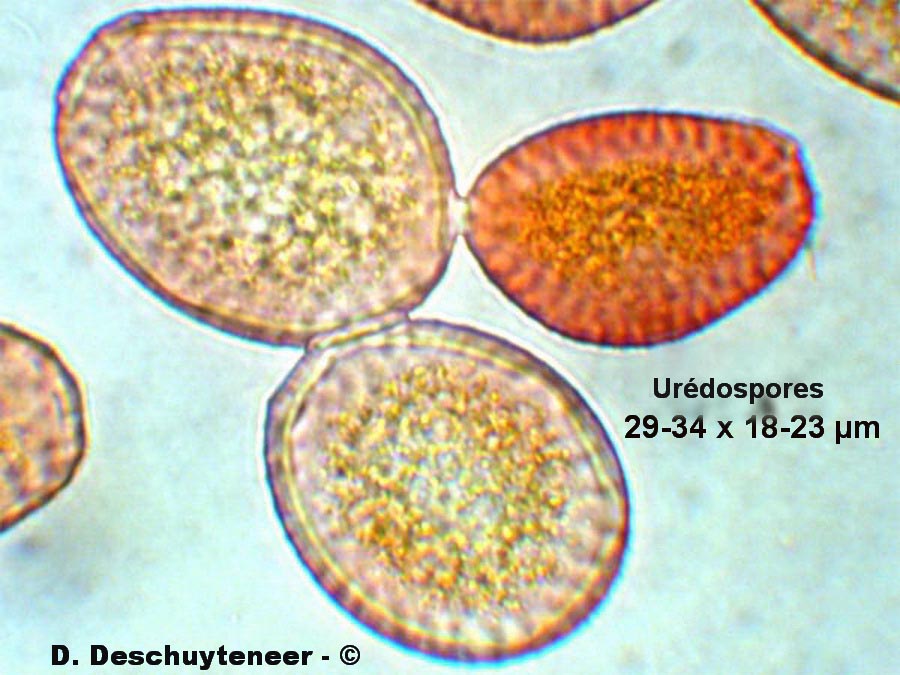 Miyagia pseudosphaeria
