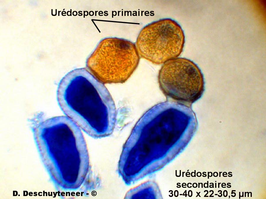 Miyagia pseudosphaeria
