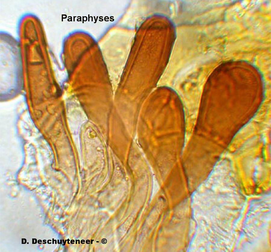 Miyagia pseudosphaeria