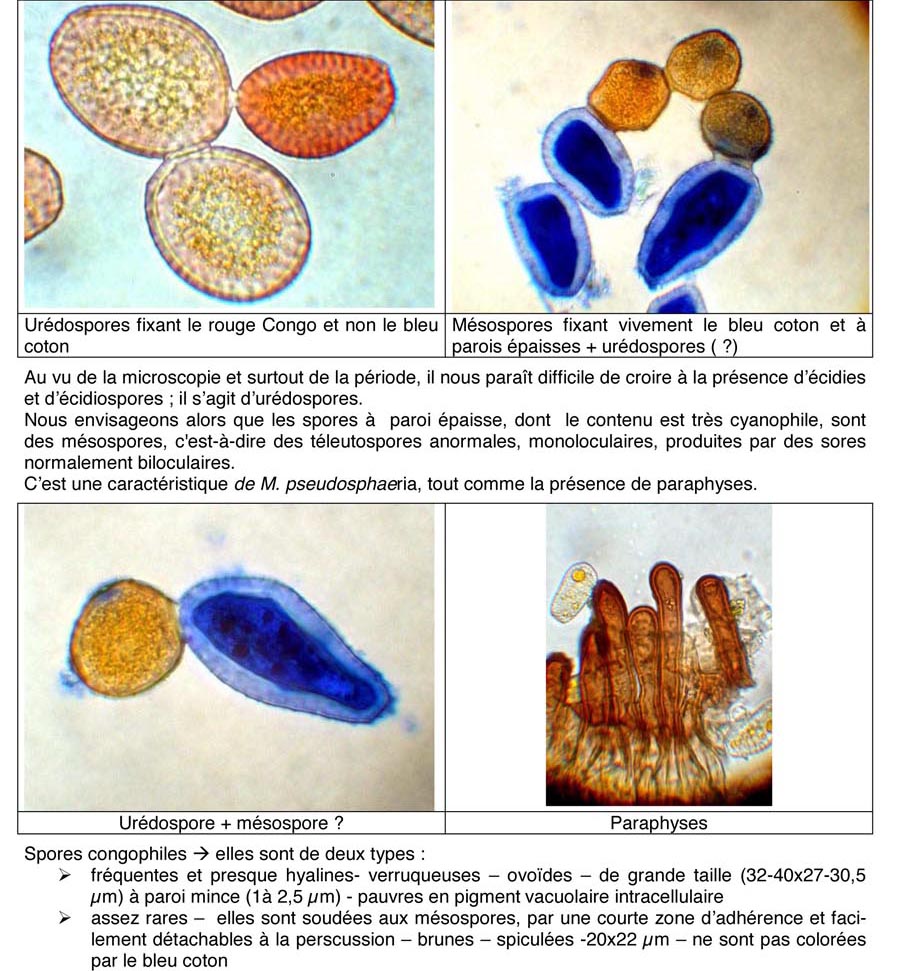 Miyagia pseudosphaeria