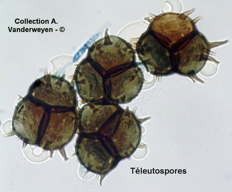 Nyssopsora echinata