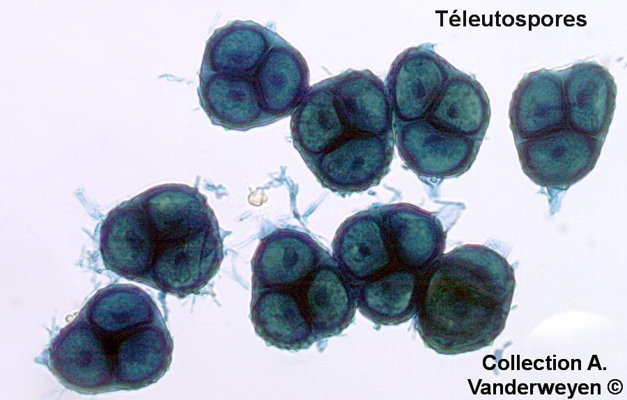 Nyssopsora isopyri