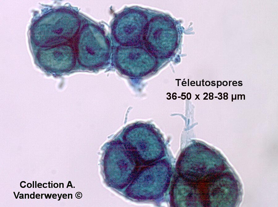 Nyssopsora isopyri