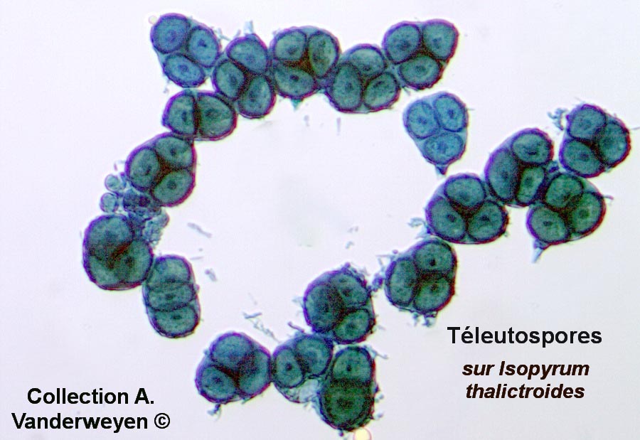 Nyssopsora isopyri