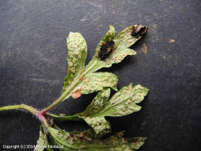 Ochropsora ariae