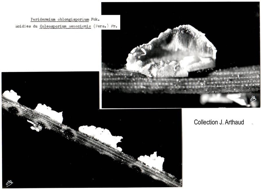 Peridermium oblongisporium