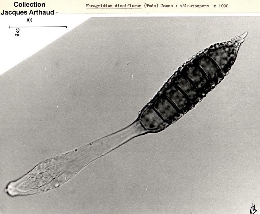 Phragmidium mucronatum (Phragmidium disciflorum)